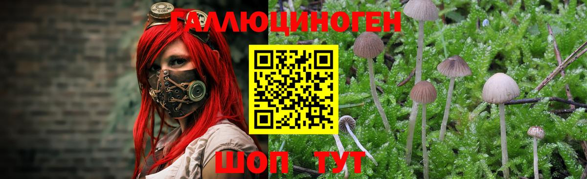 Псилоцибиновые грибы мухоморы  купить наркотики сайты  Вязьма  Вход с VPN 
